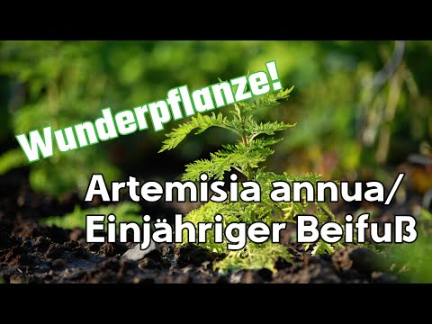 Wirkung der unterschätzten Heilpflanze: Einjährige Beifuß (Artemisia annua) | Gottes Apotheke